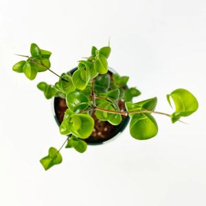 바로크벤자민 고무나무 키우기쉬운 카페식물