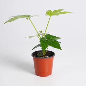 팔손이 나무 키우기쉬운 실내공기정화식물 인테리어식물 소형 모종