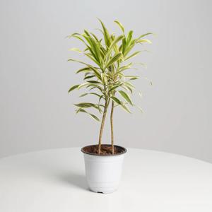 드라세나 송오브인디아 중품 키우기쉬운 실내공기정화식물 인테리어식물 모종