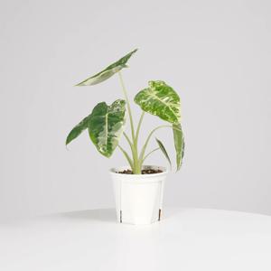 알로카시아 무늬프라이덱 키우기쉬운 실내공기정화식물 인테리어식물 소형 모종