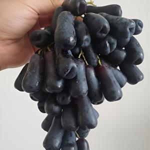 블랙 사파이어 포도 오톰 크리스피 레드글로브 800g 수량별 선택