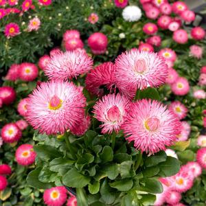 데이지 소형 야생화 모종 봄꽃 국화꽃 화초키우기