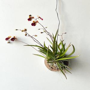 트롬니아 희귀식물 인테리어식물 오키드 목부작