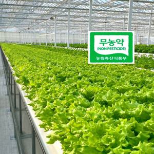 프리미엄 친환경 무농약 유러피안샐러드 5-6종 모듬쌈 쌈채소