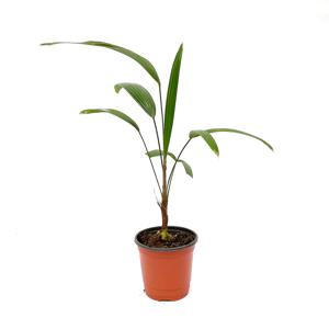 관음죽 실내 공기정화 반려 소형 모종 식물