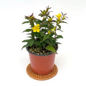 개나리자스민 캐롤라이나 향기나는 꽃 화분 모종 키우기