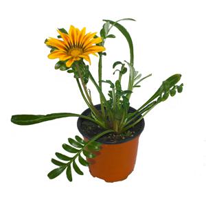 가자니아 훈장국화 야생화 꽃 화분 모종 키우기