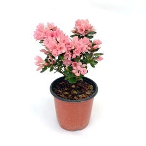 아젤리아 서양철쭉 연산홍 철쭉 화분 미니 꽃화분 모종 키우기