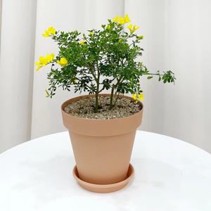 애니시다 레몬향 노란 꽃 화분 미니 꽃화분 모종 키우기