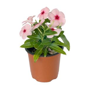 일일초 야생화 꽃 화분 미니 꽃화분 모종 키우기