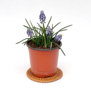 무스카리 구근 봄 꽃 화분 미니 꽃화분 모종 키우기