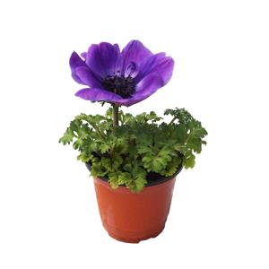 아네모네 생화 꽃 화분 미니 꽃화분 모종 키우기