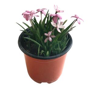 설란 야생화 꽃 화분 미니 꽃화분 모종 키우기