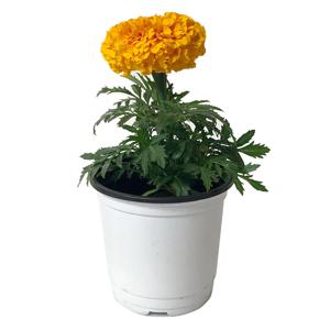 잉카 메리골드 금잔화 꽃 화분 미니 꽃화분 모종 키우기