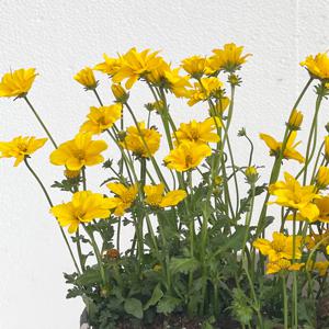 비덴스 바이덴스 야생화 노란꽃 화단식물 노지월동 모종