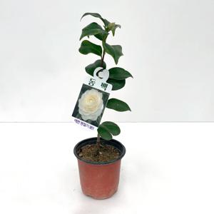 서향 동백 나무 소형 모종 묘목 동백꽃 화분 키우기 노지월동꽃 겨울꽃