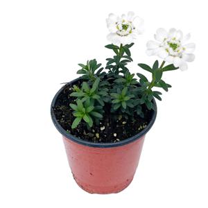 이메리스 화분 모종 겨울꽃 노지월동 야생화 겨울눈꽃 다년생꽃