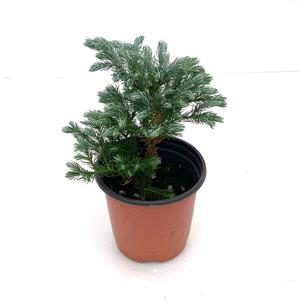 블루버드 나무 트리 소형 화분 크리스마스 생화트리 비단삼나무