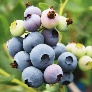 블루베리나무 6치포트 3년생 5종 택1 결실주 열매 유실수 꽃나무