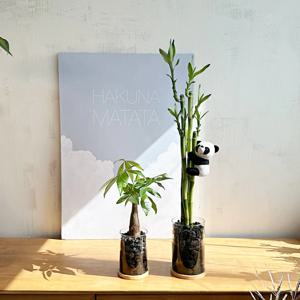 개운죽, 파키라 우드받침 화병세트 (Black 화산석포함)