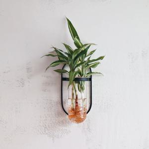 실내공기정화 수경재배식물 빅토리아 블랙,골드프레임 벽걸이화분세트