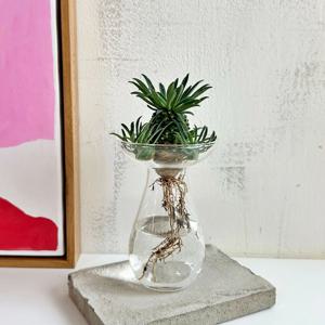 사랑스러운 수경식물 파인애플 선인장(괴마옥) 수경화분세트