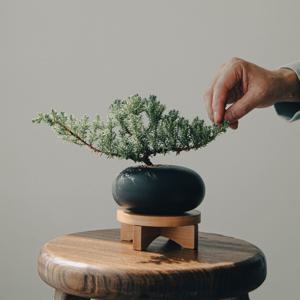 좀눈향나무 흑자기조약돌(가로) 화분 미니분재 인테리어식물 기획 한정수량