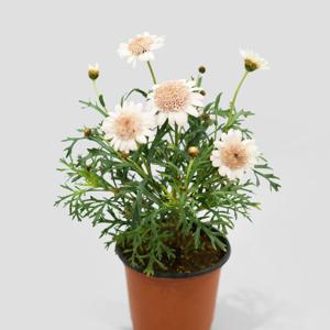 목마가렛 라떼마끼아또 소형 싱그러운 식물 모종