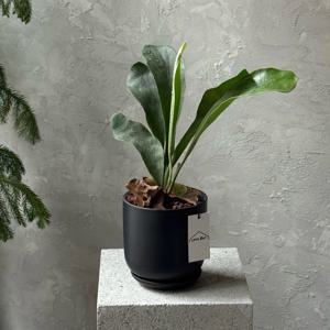 박쥐란 비푸카텀 공기정화식물 키우기 쉬운 인테리어 화분