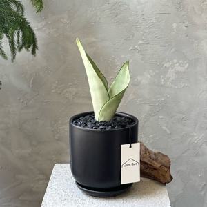 문샤인 산세베리아 키우기 쉬운 감성식물 실내공기정화식물 책상용화분