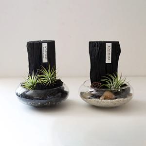 틸란드시아 차콜 플래닛 에어 오브제(Charcoal Planet Air Objet) 참숯