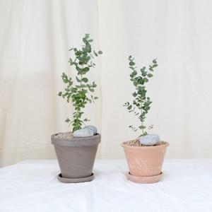 비염에 좋은 유칼립투스(소형/중형) + 이태리/독일 토분세트