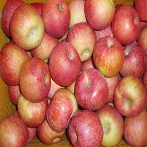 주왕산 털보네 맛있는 꿀사과 흠과 9kg