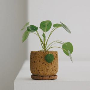필레아페페 세라믹 화산석 화분받침 세트 인테리어 공기정화식물