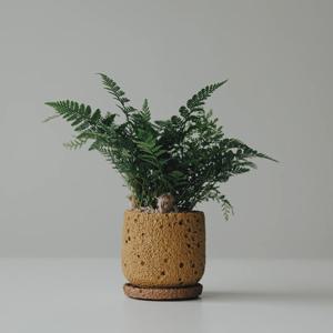 후마타 넉줄고사리 화산석세트 공기정화식물 집들이 선물