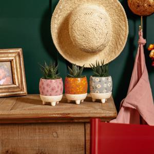 하월시아 공기정화식물 플랜테리어 인테리어오브제 웁시 데이지 1종