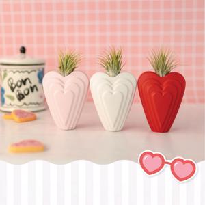 틸란드시아 공기정화식물 플랜테리어 인테리어오브제 캔디하트 3set