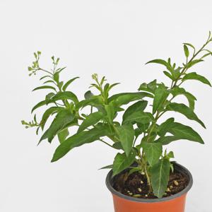 배풍등 야생화 싱그러운 소형 인테리어 식물 꽃모종