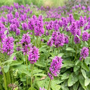 스타키스 베토니 후멜로 15cm 약석잠풀 스타치스