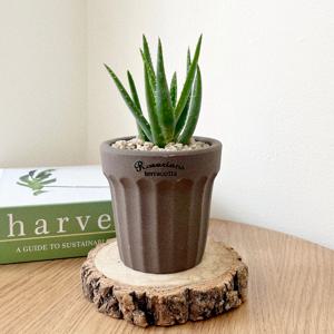 미니 알로에 다육이 귀여운 다육식물 로자리안토분