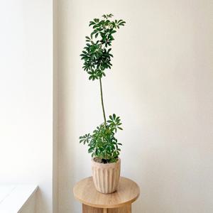 쉐프렐라 홍콩야자 중형 플랜테리어 개업화분 베트남토분 실내공기정화식물