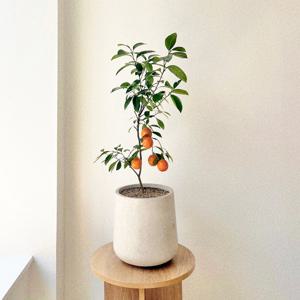 오렌지레몬나무 열매 꽃 개업화분 실내공기정화식물 플랜테리어 화분