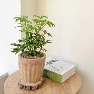 홍콩야자 소형 화분 키우기쉬운 실내공기정화식물 베트남토분 플랜테리어