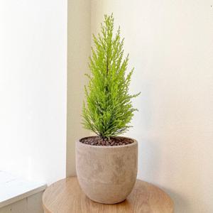 율마 공기정화식물 베트남토분 플랜테리어 피톤치드 중형 개업화분