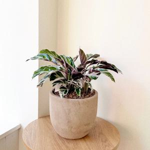 칼라데아 퓨전화이트 실내공기정화식물 중형 개업화분 베트남토분 플랜테리어