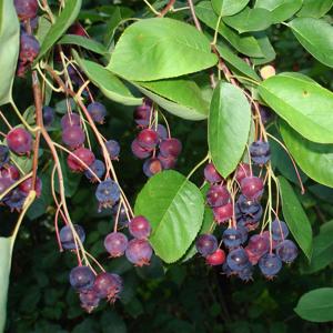 준베리나무 대품 다간형 과일나무 꽃나무 흰색꽃 열매