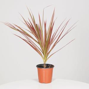 드라세나 마지나타 키우기쉬운 실내공기정화식물 인테리어식물 소형 모종