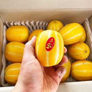 성주 꿀 참외 1.5kg 2kg 3kg 4kg 5kg 10kg 특품 선물용