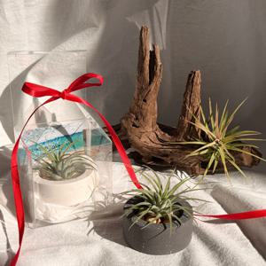 이오난사 꽃 홀더 트레이 미니화분 공기정화 식물오브제 인테리어 집들이 선물