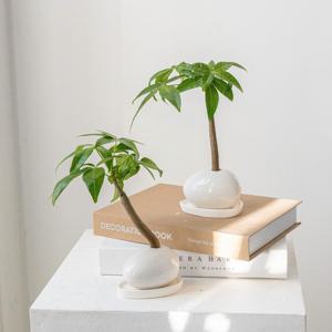 파키라 미니화분 돈 들어오는 나무 돈나무 공기정화식물 플랜테리어